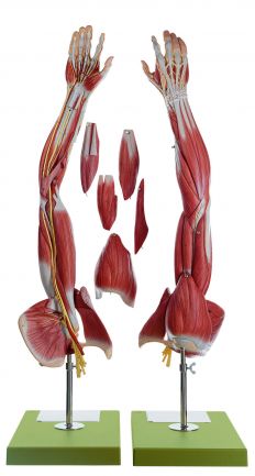 SOMSO Muscles of the Arm with Shoulder Girdle