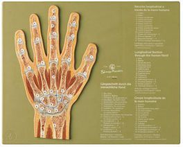 SOMSO Section through the Hand