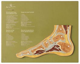 SOMSO Section through a Normal Foot