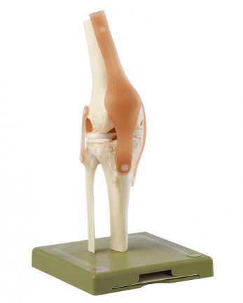 SOMSO Functional Model of the Knee Joint