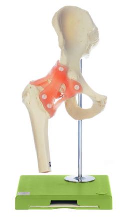SOMSO Functional Model of the Hip Joint