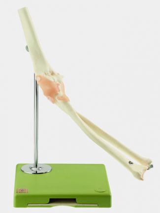 SOMSO Functional Model of the Elbow Joint