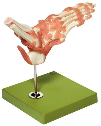 SOMSO Functional Model of the Ankle Joints