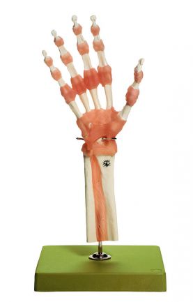 SOMSO Functional Model of the Hand and Finger Joints