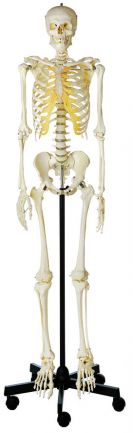 SOMSO Artificial Human Skeleton, male