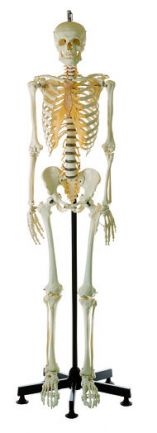 SOMSO Artificial Human Skeleton, male