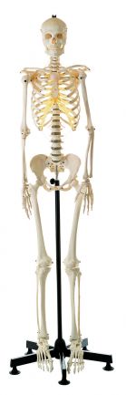 SOMSO Artificial Human Skeleton, female
