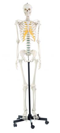 SOMSO Artificial Human Skeleton, female