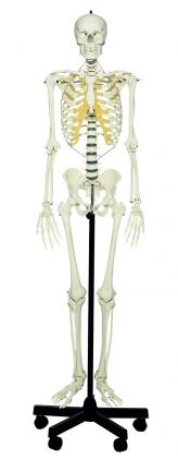 SOMSO Artificial Human Skeleton