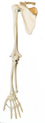 SOMSO Skeleton of the Arm with Shoulder Girdle