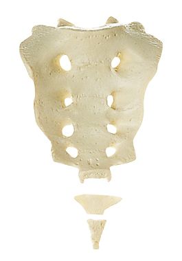 SOMSO Sacrum with Coccyx