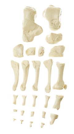 SOMSO Foot Bone
