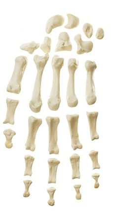 SOMSO Hand Bone