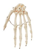 SOMSO Hand Bone, mounted