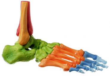 SOMSO Skeleton of the Foot, Right (Movable Joints and Coloured)