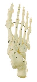 SOMSO Skeleton of the Foot (Mounted on Wire)