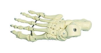 SOMSO Skeleton of the Foot (Flexible Mounting)