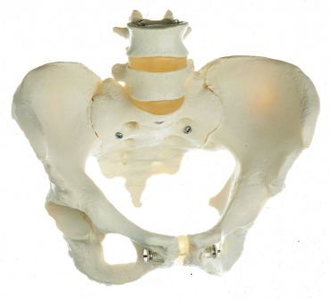 SOMSO Skeleton of Female Pelvis
