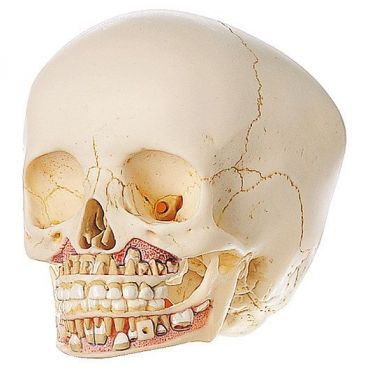 SOMSO Artificial Skull of Child