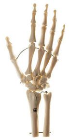 SOMSO Skeleton of Hand with Base of Forearm (Mounted on wire)