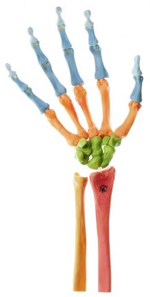 SOMSO Hand Skeleton, Right (Movable Joint Mechanism and Coloured)