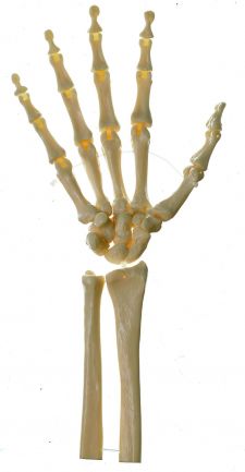 SOMSO Skeleton of the Hand (Movable Joints)
