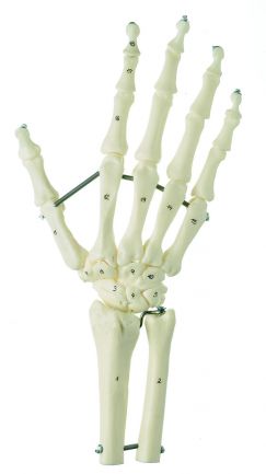 SOMSO Hand Skeleton with Forearm Connection (Flexible Mounting)
