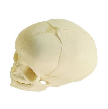 SOMSO Artificial Skull of a Fetus