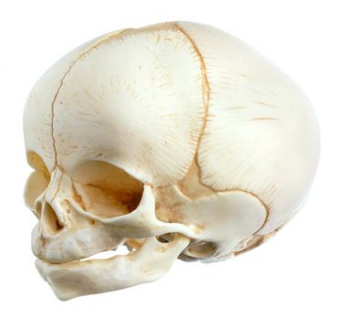 SOMSO Artificial Skull of a Newborn