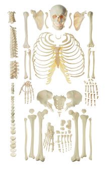 SOMSO Unmounted Human Skeleton, male