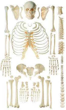 SOMSO Unmounted Human Skeleton