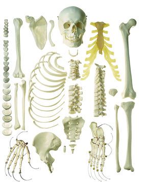 SOMSO Unmounted Human Half-Skeleton, male