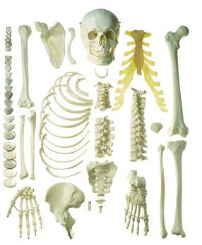 SOMSO Unmounted Human Half-Skeleton