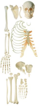 SOMSO Unmounted Human Half-Skeleton