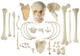 SOMSO Collection of Typical Human Bones