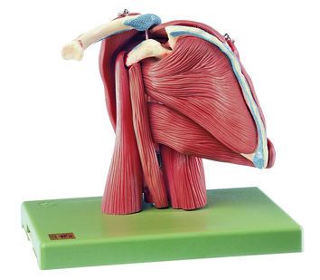 SOMSO Demonstration model of the Shoulder Muscles