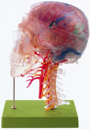 SOMSO Neuroanatomy Head Model