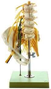 SOMSO Lumbar spinal Column - with Innervation