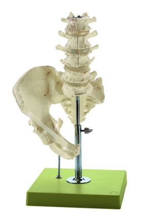 SOMSO Model of the Lumbar Spinal Column - without Innervation