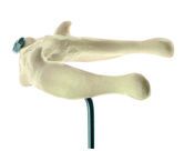 SOMSO Artificial Hyoid Bone