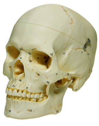 SOMSO Artificial Human Skull, Female