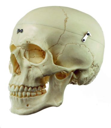 SOMSO Artificial Human Skull