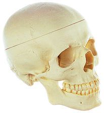 SOMSO Artificial Human Skull