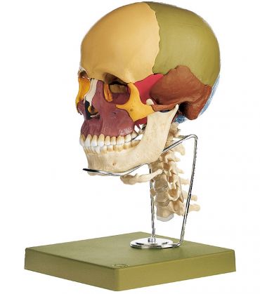 SOMSO 14-Part Coloured Model of the Skull with Cervical Vertebral Column and Hyoid Bone