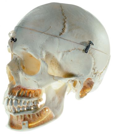 SOMSO Artificial Skull of an Adult