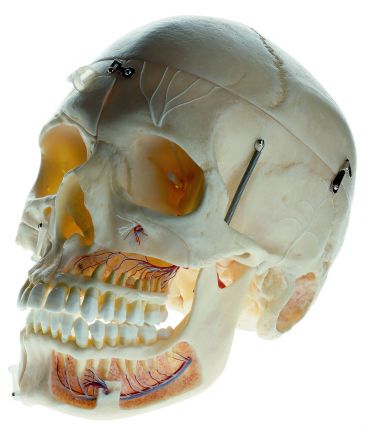 SOMSO Artificial Demonstration Skull of an Adult