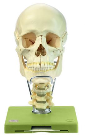 SOMSO 18-Part Model of the Skull with Cervical Vertebral Column and Hyoid Bone