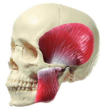 SOMSO 18-Part Model of the Skull with Muscles of Mastication