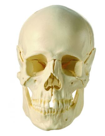 SOMSO 18-Part Model of the Skull
