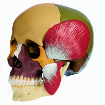 SOMSO 18-Part Coloured Model of the Skull with Muscles of Mastication